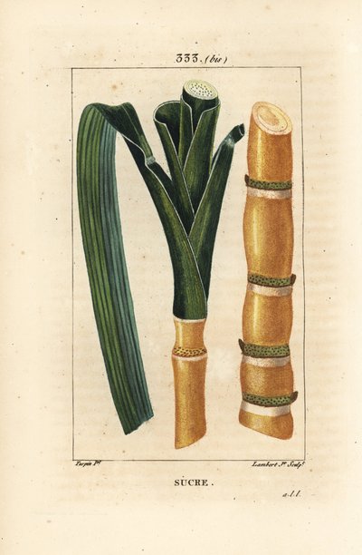 Edele riet - Suikerriet, Saccharum officinarum, stengel en blad. Handgekleurde stipple kopergravure door Lambert Junior door Pierre Jean Francois Turpin