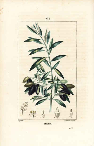 Olijfboom, Olea europaea, met blad, tak, vrucht en zaad. Handgekleurde stipple kopergravure door Lambert Junior naar een tekening van Pierre Jean-Francois Turpin uit Chaumeton, Poiret en Chamberet