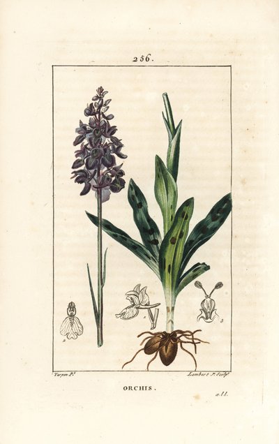 Mannetjesorchis door Pierre Jean Francois Turpin