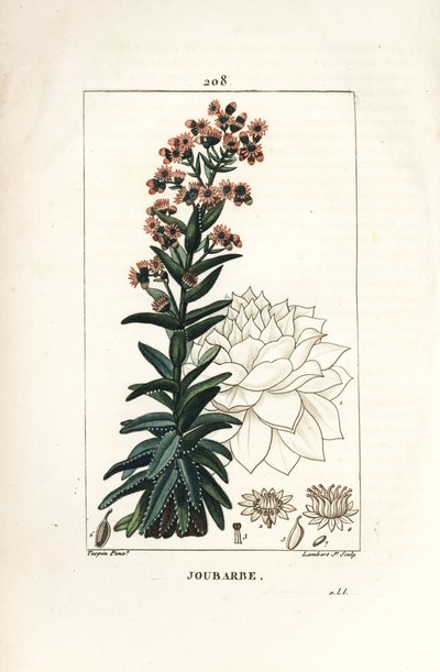 Orpin - Gewone huislook, Sedum majus. Handgekleurde stipple kopergravure door Lambert Junior naar een tekening van Pierre Jean-Francois Turpin uit Chaumeton, Poiret en Chamberet