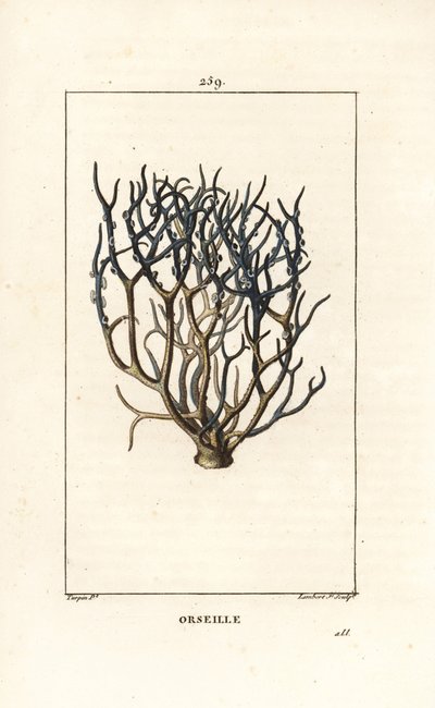 Orseille of Franse purper (korstmos), Roccella tinctoria, korstmos gebruikt voor verf uit de Kaapverdische eilanden. Handgekleurde stipple kopergravure door Lambert Junior naar een tekening van Pierre Jean-Francois Turpin uit Chaumeton, Poiret en door Pierre Jean Francois Turpin