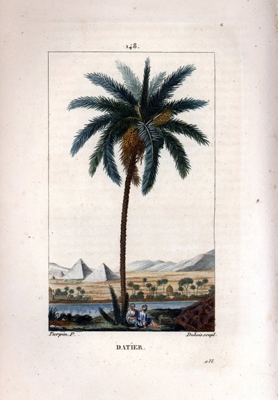 Dadelpalm, Phoenix dactylifera, met vrucht en bladeren tegen een landschap met piramides en rivier. Handgekleurde stipple kopergravure door Dubois naar een tekening van Pierre Jean-Francois Turpin uit Chaumeton, Poiret et Chamberet