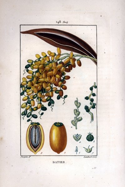 Dadelpalm, Phoenix dactylifera, met rijpe vruchten op een tak en individuele vruchten in doorsnede door Pierre Jean Francois Turpin