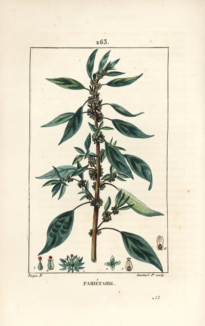 Muurpeper door Pierre Jean Francois Turpin