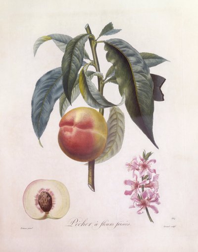 Perzik (Prunus persica), Henry Louis Duhamel du Monceau, botanische plaat door Pierre Jean Francois Turpin door Pierre Jean Francois Turpin
