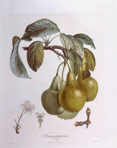 Peren, Henry Louis Duhamel du Monceau, botanische plaat door Pierre Jean Francois Turpin