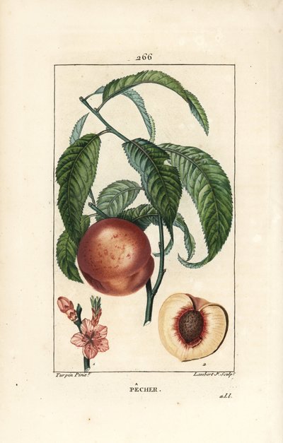 Perzikboom door Pierre Jean Francois Turpin