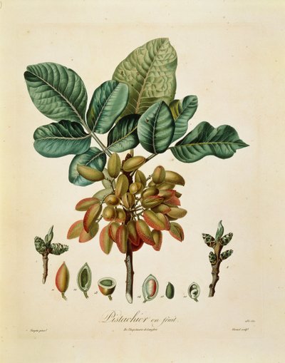 Pistache (Pistacia vera) door Francois Turpin door Pierre Jean Francois Turpin