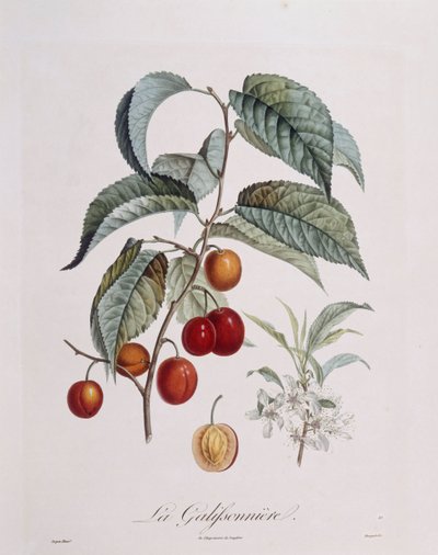 Pruim "La Galifsonniere", botanische plaat door Pierre Jean Francois Turpin door Pierre Jean Francois Turpin