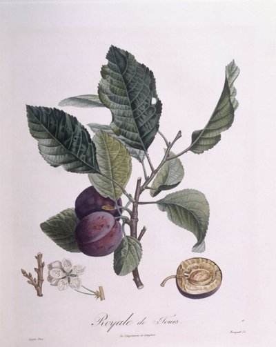 Pruim "Royale de Tours", Henry Louis Duhamel du Monceau, botanische plaat door Pierre Jean Francois Turpin door Pierre Jean Francois Turpin