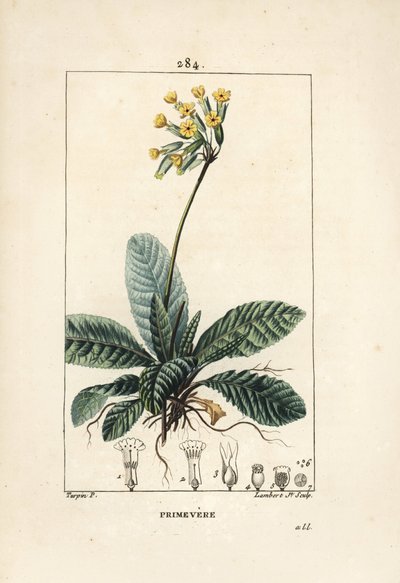 Gulden sleutelbloem door Pierre Jean Francois Turpin