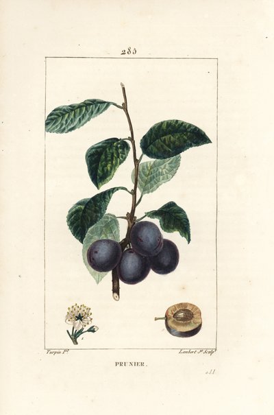 Pruim of pruimenboom, Prunus domestica, met vrucht, blad, bloesem, tak en rijpe vrucht in doorsnede. Handgekleurde stipple kopergravure door Lambert Junior naar een tekening van Pierre Jean-Francois Turpin uit Chaumeton, Poiret en Chamberet