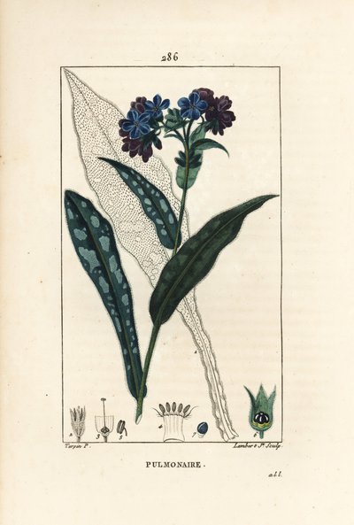 Longkruid, Pulmonaria officinalis, met bloem, blad, stengel en blad in omtrek door Pierre Jean Francois Turpin