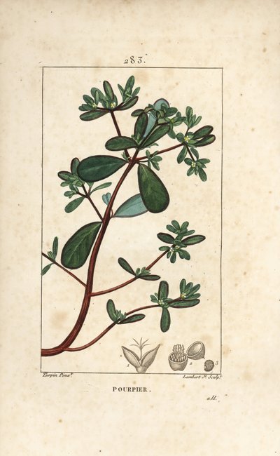 Postelein, met blad, stengel en bloem. Handgekleurde stipple kopergravure door Lambert Junior naar een tekening van Pierre Jean-Francois Turpin uit Chaumeton, Poiret en Chamberet