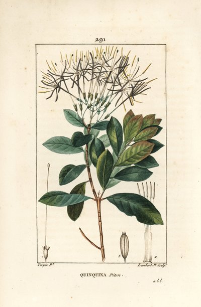 Quinquina piton - Exostema sanctae-luciae (syn. Cinchona floribunda), met bloem, blad, steel en zaad door Pierre Jean Francois Turpin