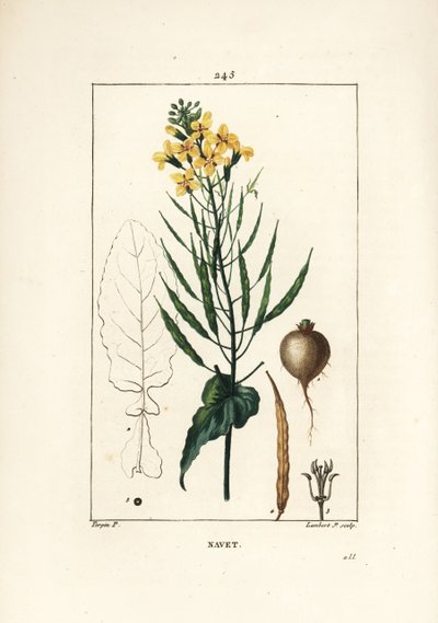 Koolzaad of oliezaad, Brassica napus, met blad, bloem en wortel. Handgekleurde stipple kopergravure door Lambert Junior naar een tekening van Pierre Jean-Francois Turpin uit Chaumeton, Poiret en Chamberet