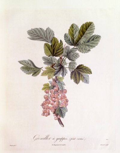 Rode bes (Ribes rubrum), Henry Louis Duhamel du Monceau, botanische plaat door Pierre Jean Francois Turpin door Pierre Jean Francois Turpin