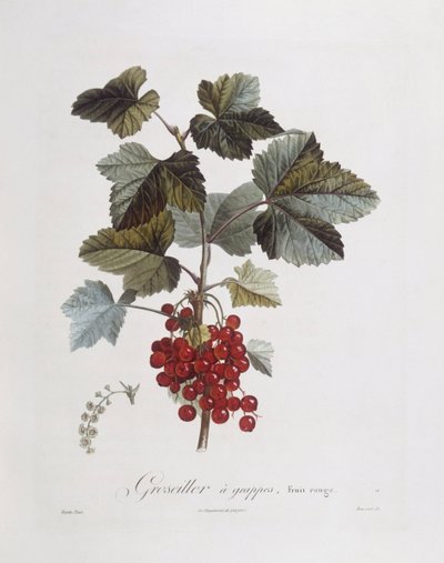 Rode bes (Ribes rubrum), Henry Louis Duhamel du Monceau, botanische plaat door Pierre Jean Francois Turpin door Pierre Jean Francois Turpin
