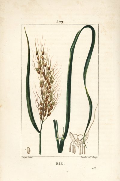 Rijst, Oryza sativa, met blad, zaad en stengel door Pierre Jean Francois Turpin