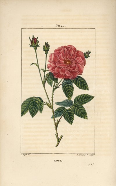Rose de France of Rose de Provins door Pierre Jean Francois Turpin