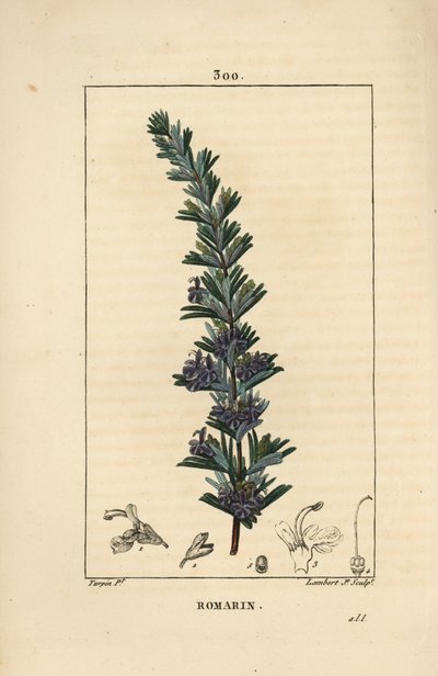 Rozemarijn door Pierre Jean Francois Turpin