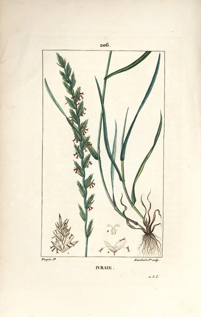 Raaigras, Gramen loliaceum. Handgekleurde stipple kopergravure door Lambert Junior naar een tekening van Pierre Jean-Francois Turpin uit Chaumeton, Poiret en Chamberet