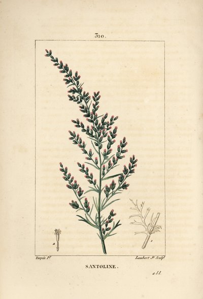 Sagebrush variëteit - Wormzaad of Tataarse alsem door Pierre Jean Francois Turpin