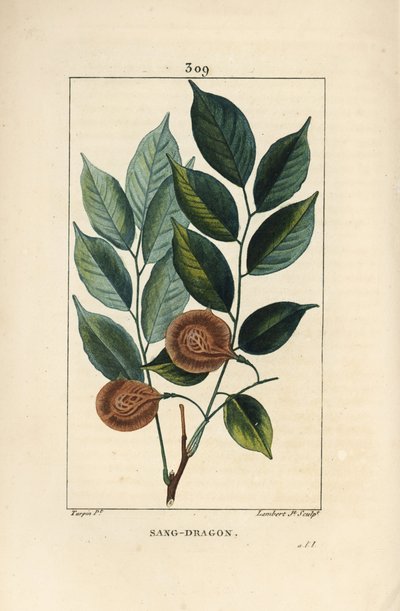 Drakenbloedboom of paduakboom, Pterocarpus officinalis, met blad, vrucht en zaad. Kwetsbaar. Handgekleurde stipple kopergravure door Lambert Junior door Pierre Jean Francois Turpin