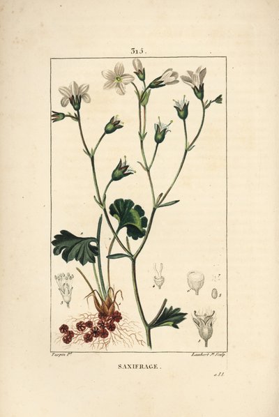 Saxifrage granulee of Saxifrage met bolletjes - Weidesaxifrage, Saxifraga granulata, met bloem, blad, steel en wortel door Pierre Jean Francois Turpin