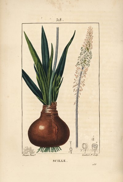 Zeekool, Drimia maritima, met bol, blad, stengel en bloem door Pierre Jean Francois Turpin