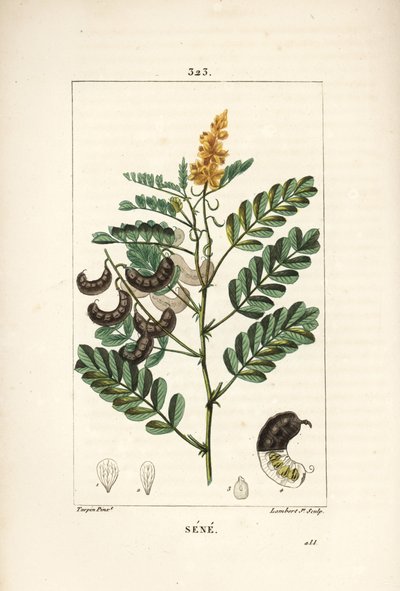 Sene - Alexandrijnse senna, met bloem, blad, stengel en zaad door Pierre Jean Francois Turpin