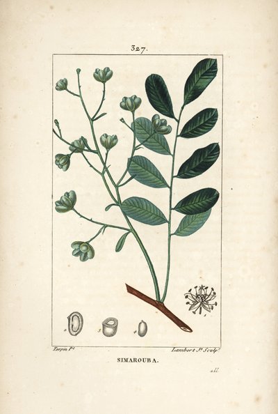 Simarouba bittere - Marupa of bitterhout door Pierre Jean Francois Turpin