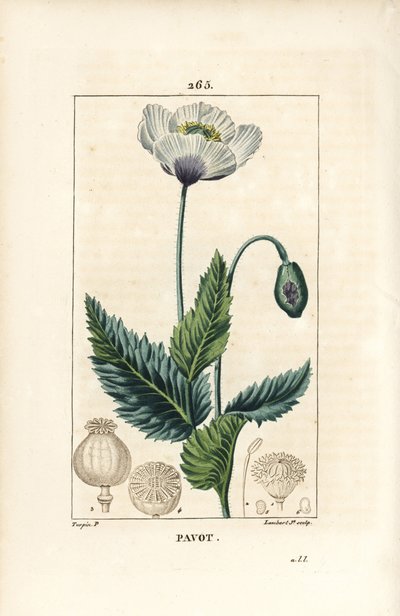 Tuin- of slaapbol, Papaver somniferum, met bloem, blad en zaaddoos. Handgekleurde stipple kopergravure door Lambert Junior naar een tekening van Pierre Jean-Francois Turpin uit Chaumeton, Poiret en Chamberet door Pierre Jean Francois Turpin
