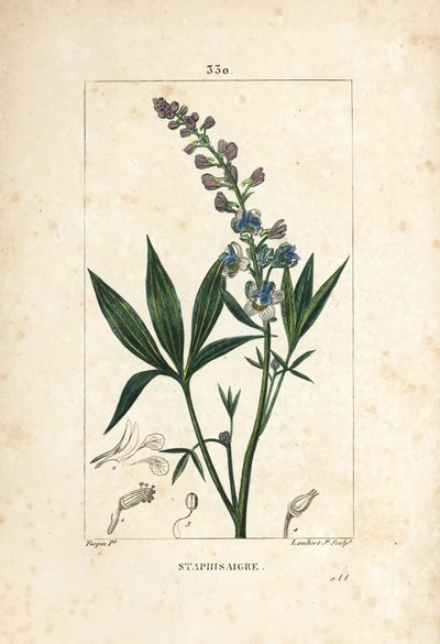 Staphisagria - Lijmkruid of stavesacre, Delphinium staphisagria, met bloem, blad, stengel en zaad door Pierre Jean Francois Turpin