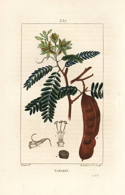 Tamarinde, Tamarindus indica, met bloem, blad en zaadpeul door Pierre Jean Francois Turpin