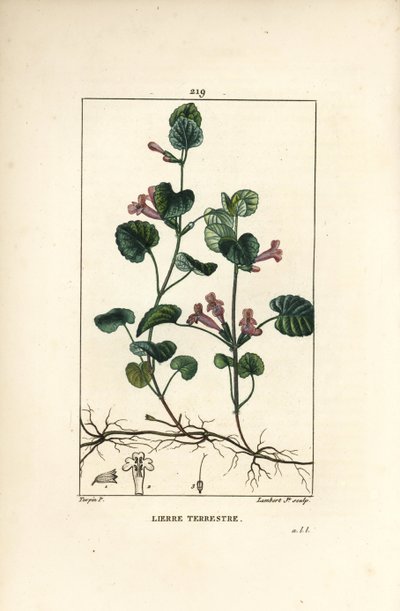 Aardse klimop - Grondklimop, Hedera terrestris. Handgekleurde stipple kopergravure door Lambert Junior naar een tekening van Pierre Jean-Francois Turpin uit Chaumeton, Poiret en Chamberet