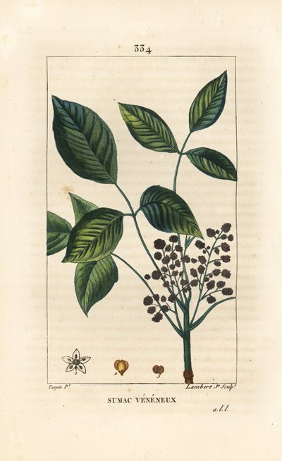 Giftige liaan - Gifsumak, Toxicodendron pubescens door Pierre Jean Francois Turpin