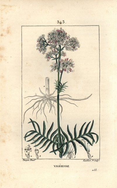 Valeriaan van de heuvels of valeriaan met kleine bladeren door Pierre Jean Francois Turpin