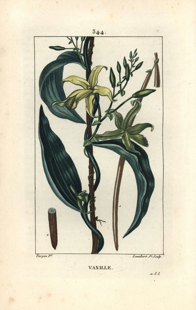 Vanille door Pierre Jean Francois Turpin