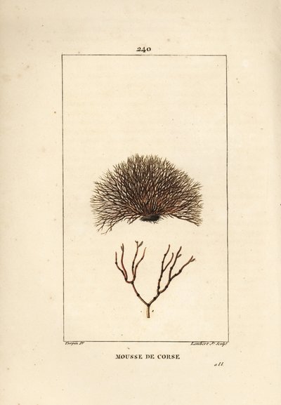 Variëteit van fucus - Zeewier, Fucus helminthocorton. Handgekleurde stipple kopergravure door Lambert Junior naar een tekening van Pierre Jean-Francois Turpin uit Chaumeton, Poiret en Chamberet