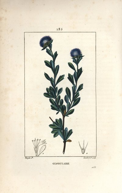 Variëteit van bolvormige - Driebladige globularia, Globularia fruticosa. Handgekleurde stipple kopergravure door Lambert Junior naar een tekening van Pierre Jean-Francois Turpin uit Chaumeton, Poiret en Chamberet