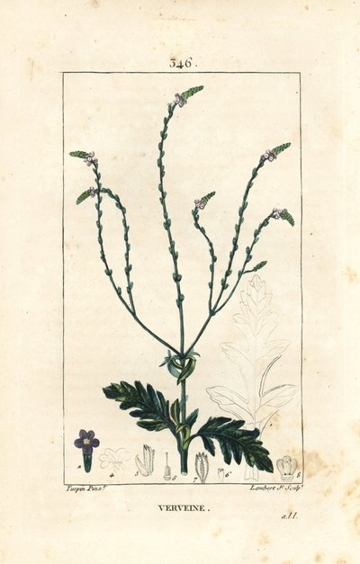 IJzerhard of Heilig Kruiskruid, Venus