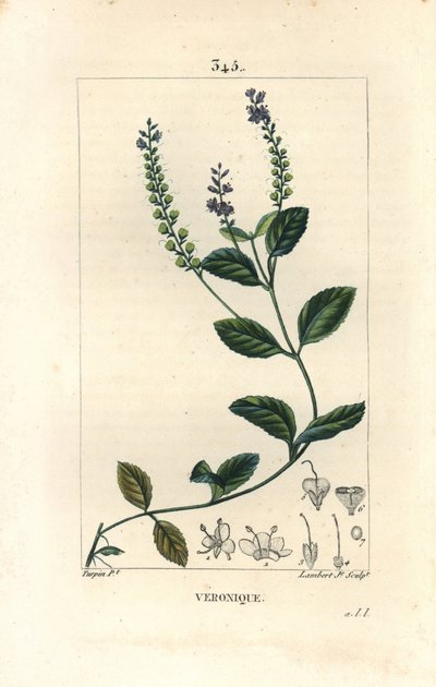 Veronique officinale door Pierre Jean Francois Turpin