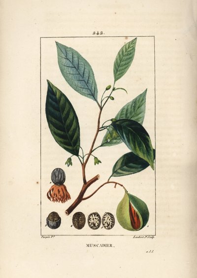 Braaknussen - Nootmuskaat en foelie, Myristica moschata, blad, zaad en vrucht. Handgekleurde stipple kopergravure door Lambert Junior naar een tekening van Pierre Jean-Francois Turpin uit Chaumeton, Poiret en Chamberet
