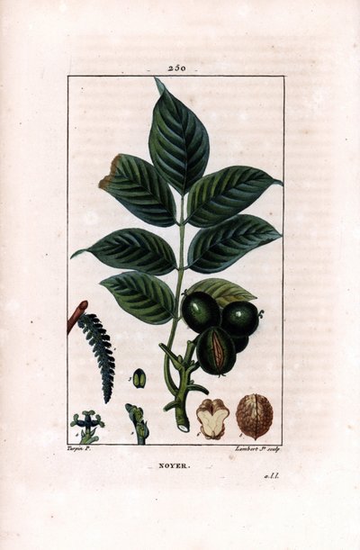 Walnoottak met noten - Walnotenboom, Juglans regia, met tak, bladeren, rijpe vrucht, noot in schil en in doorsnede. Handgekleurde stipple kopergravure door Lambert Junior naar een tekening van Pierre Jean-Francois Turpin uit Chaumeton, Poiret et Chamber door Pierre Jean Francois Turpin