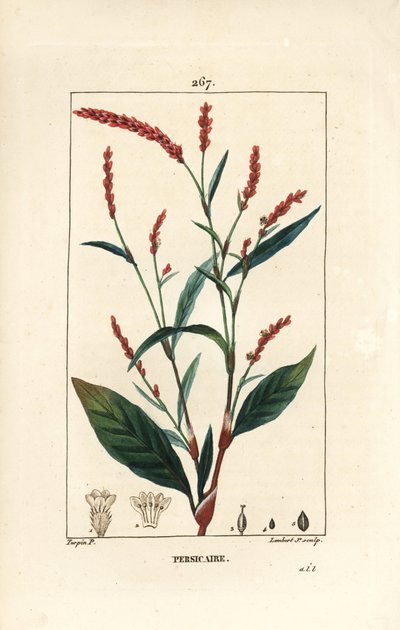 Waterpeper, Persicaria hydropiper (Polygonum hydropiper), met bloem, stengel en blad. Handgekleurde stipple kopergravure door Lambert Junior naar een tekening van Pierre Jean-Francois Turpin uit Chaumeton, Poiret en Chamberet