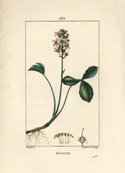 Waterklaver of menyanth waterklaver - Marsklaver, Menyanthes trifoliata. Handgekleurde stipple kopergravure door Lambert Junior naar een tekening van Pierre Jean-Francois Turpin uit Chaumeton, Poiret en Chamberet