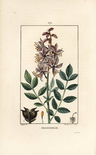 Witte dictamnus albus door Pierre Jean Francois Turpin
