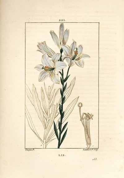 Witte lelie of madonnalelie - Witte lelie, Lilium candidum. Handgekleurde stipple kopergravure door Lambert Junior naar een tekening van Pierre Jean-Francois Turpin uit Chaumeton, Poiret en Chamberet