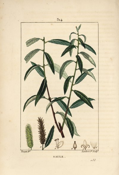 Witte of Zilver Wilg door Pierre Jean Francois Turpin